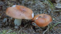 Съедобные грибы - сыроежки