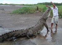 Чем крокодил отличается от аллигатора?