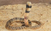 Среднеазиатская кобра Naja oxiana