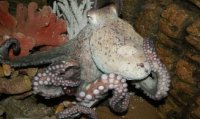 Рассказ о размножении и развитии осьминогов