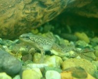 Гименохирус - истинно аквариумная лягушка